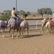 Camel racing track